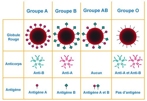 Les caractéristiques des groupes sanguins